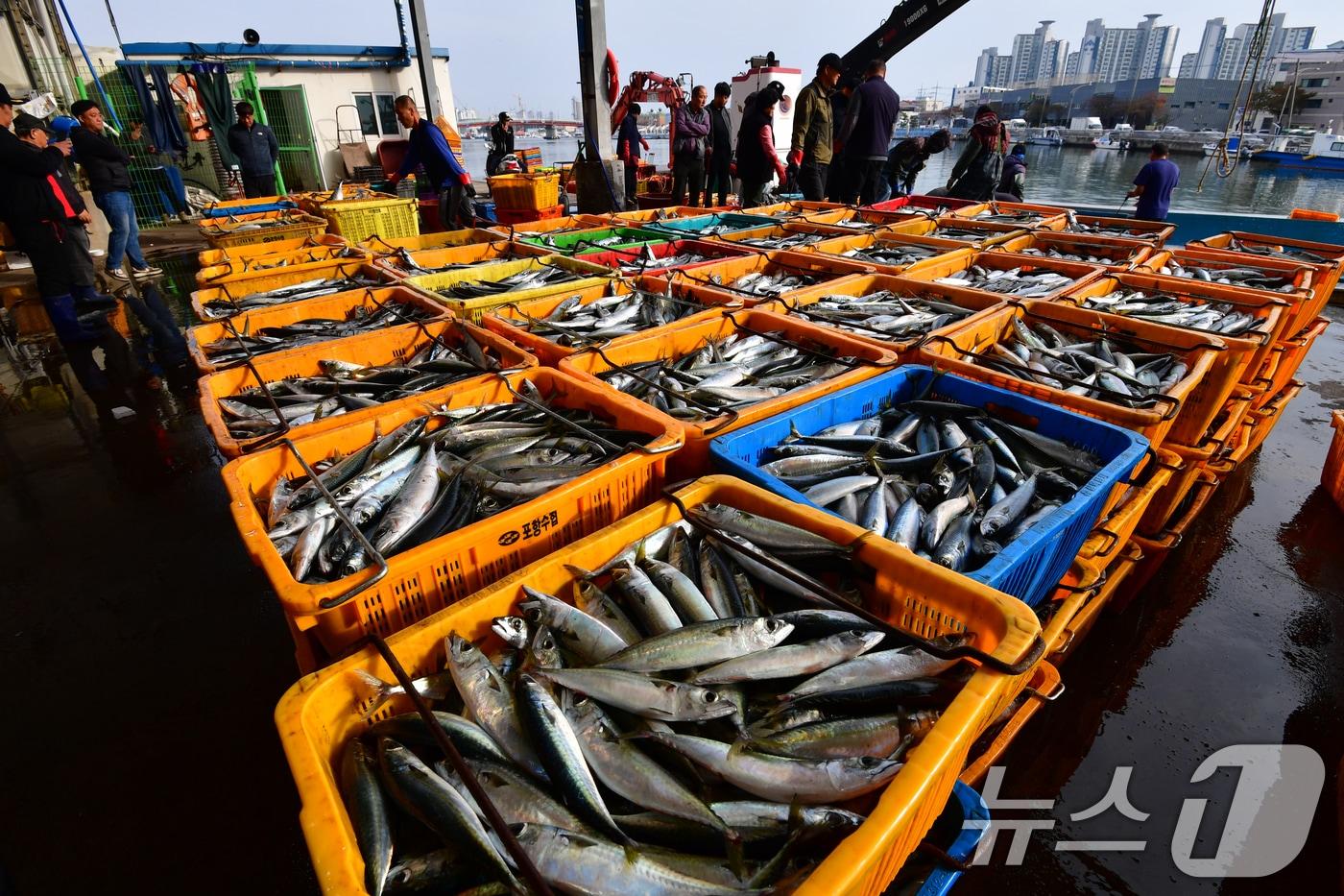 경북 포항시 북구 죽도 어시장에서 선원들이 고등어 위판을 준비하고 있다./뉴스1 ⓒ News1 최창호 기자