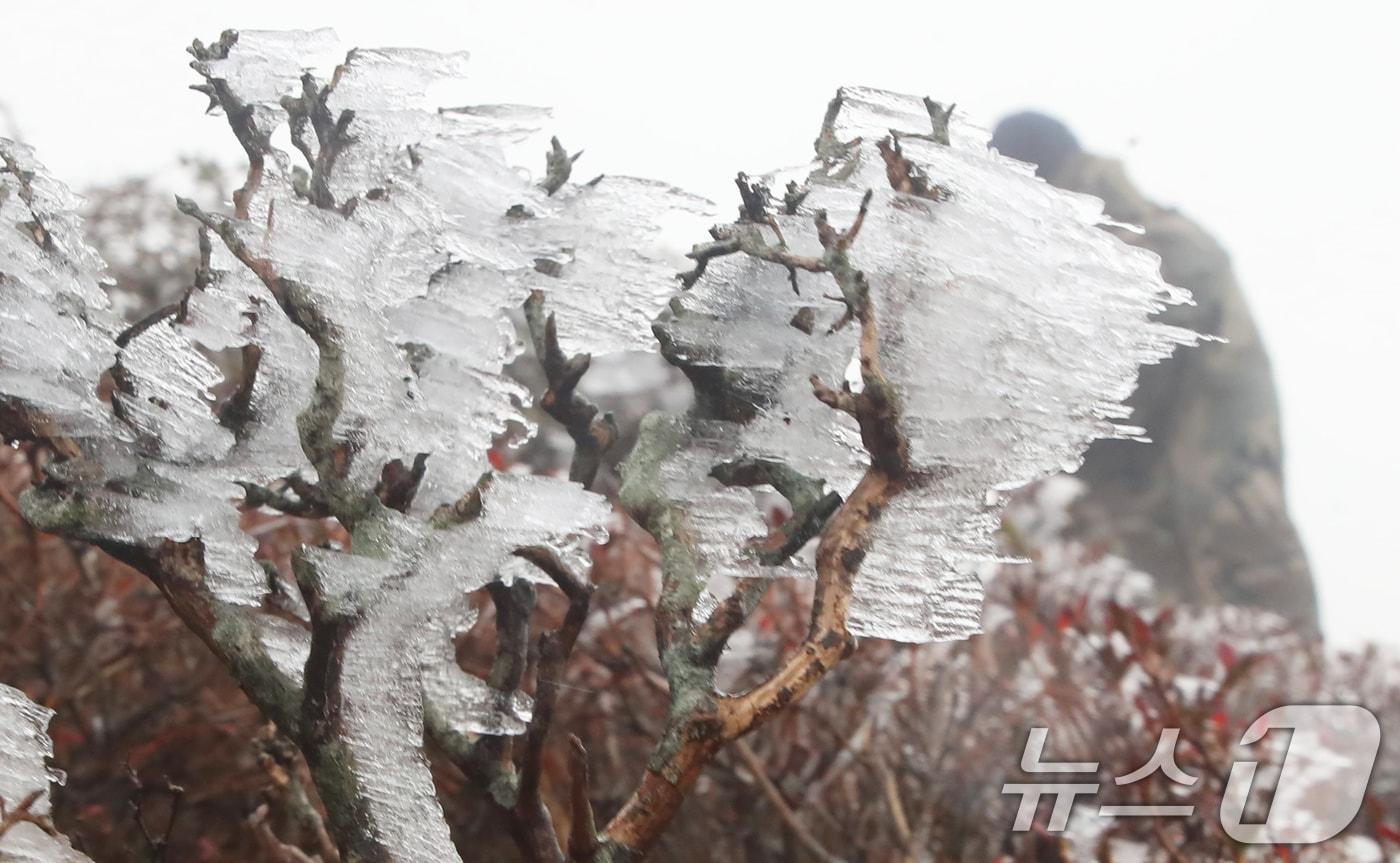 본문 이미지 - 절기상 입동을 하루 앞둔 6일 오전 제주 한라산국립공원 영실 탐방로에 올 가을 첫 상고대가 피어 시선을 사로잡고 있다. 2024.11.6/뉴스1 ⓒ News1 오현지 기자