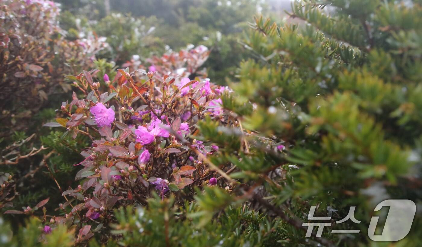 제주 한라산국립공원 영실 탐방로에 핀 상고대/뉴스1