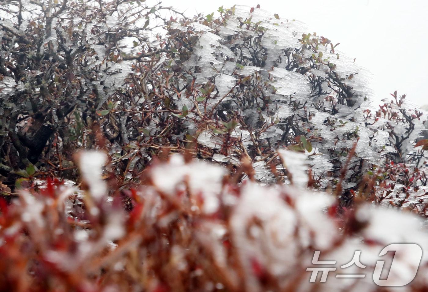 본문 이미지 - 절기상 입동을 하루 앞둔 6일 오전 제주 한라산국립공원 영실 탐방로에 올 가을 첫 상고대가 피어 시선을 사로잡고 있다. 2024.11.6/뉴스1 ⓒ News1 오현지 기자