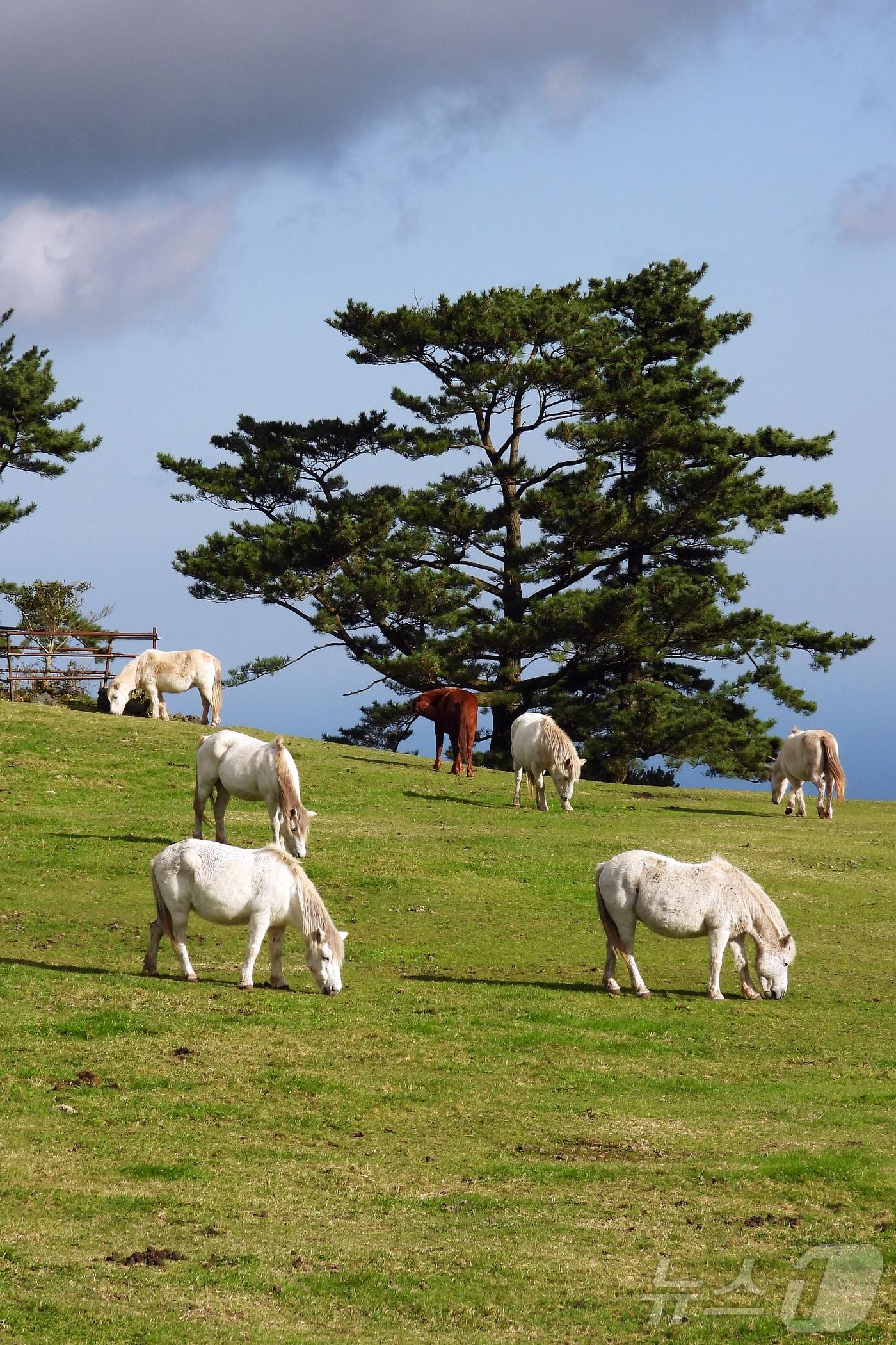 본문 이미지 - 제주마. (사진은 기사 내용과 무관함) / 뉴스1 