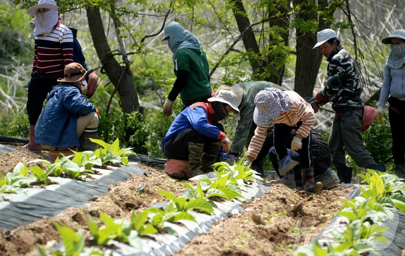 강원 화천에서 일하는 외국인 계절 근로자들.(화천군 제공)