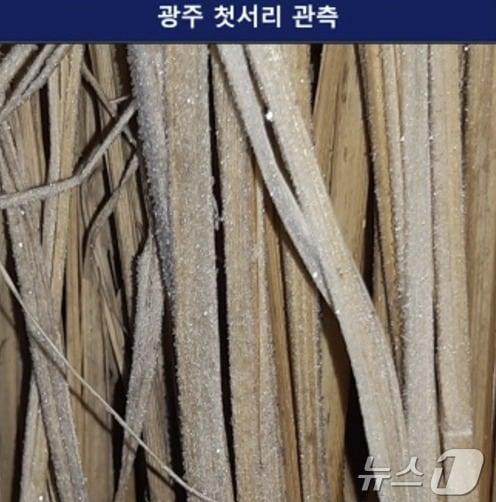 본문 이미지 - 입동인 7일 광주에 올해 첫서리가 관측된 모습. (광주지방기상청 제공) 2024.11.7/뉴스1