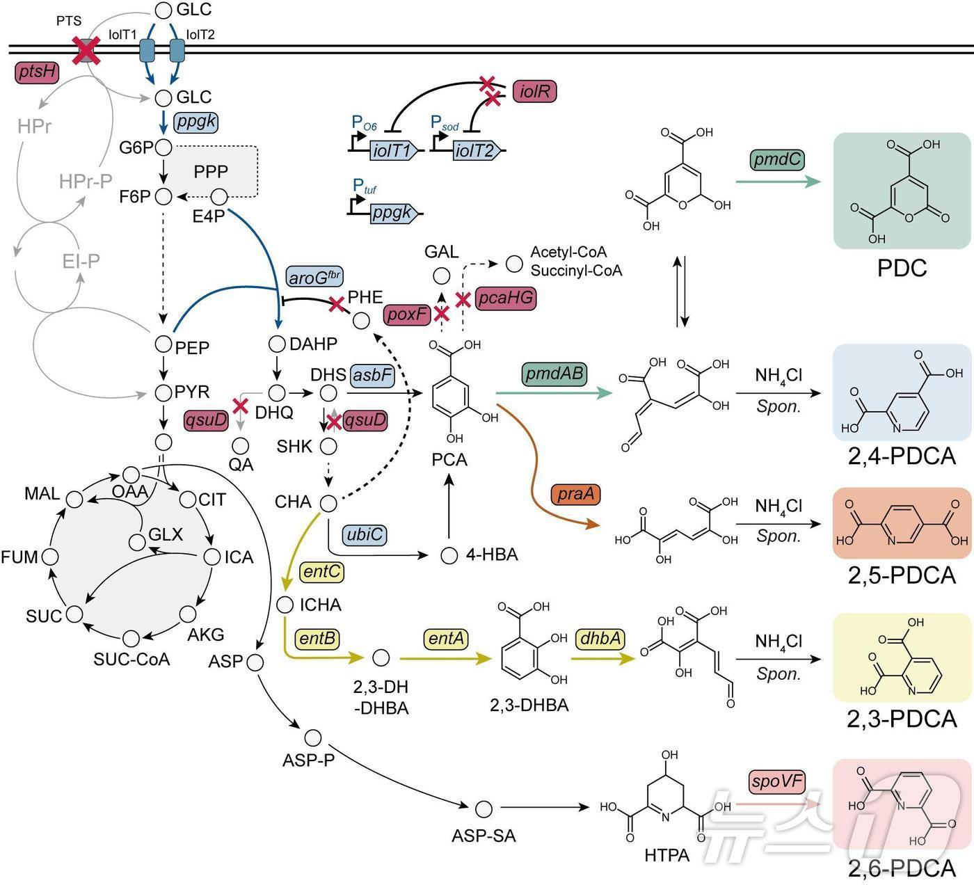 본문 이미지 - 유사 방향족 폴리에스터 단량체 생산을 위한 미생물 균주 개발 모식도.(KAIST 제공)/뉴스1