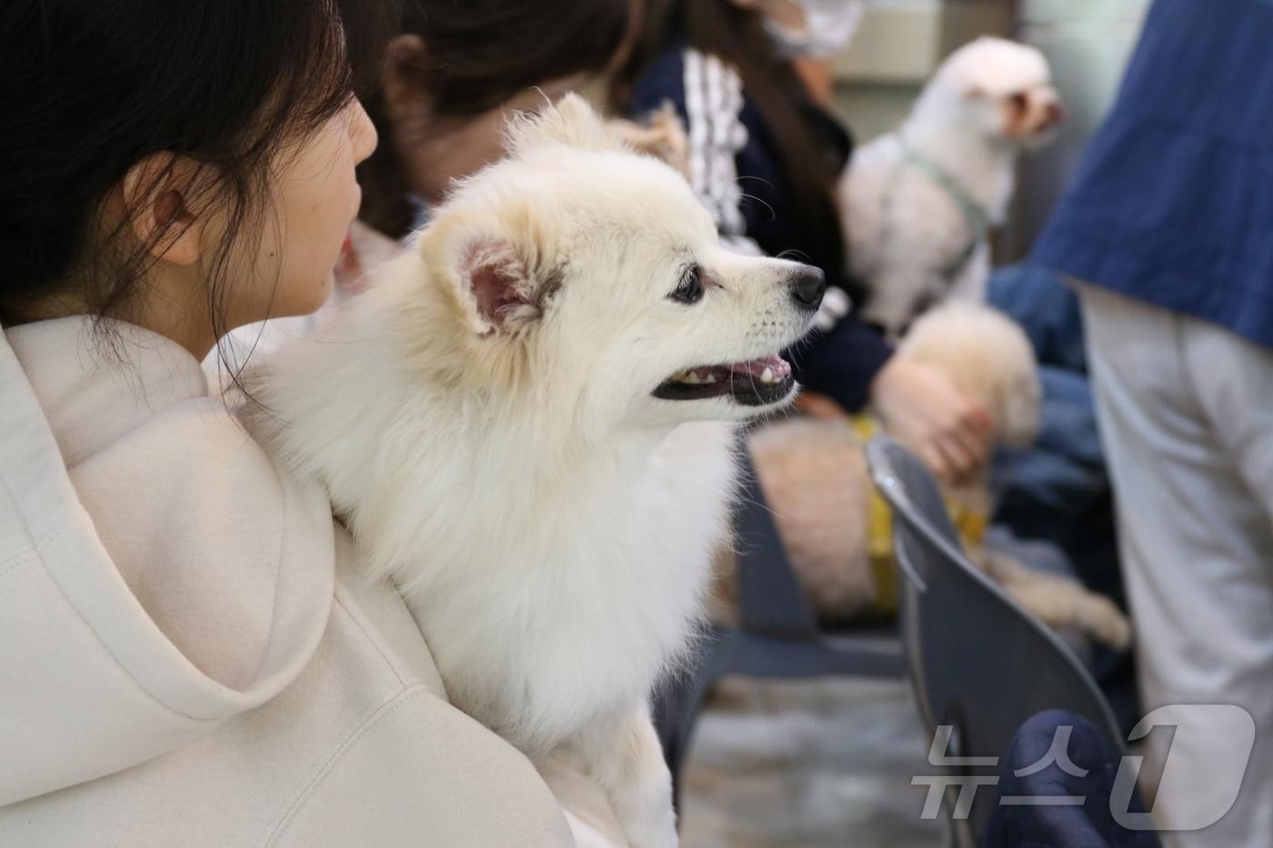 본문 이미지 - 지난 4월 사립피노키오 자연휴양림 숲속 멍스토랑 모습.(산림청 국립자연휴양림관리소 제공)/뉴스1