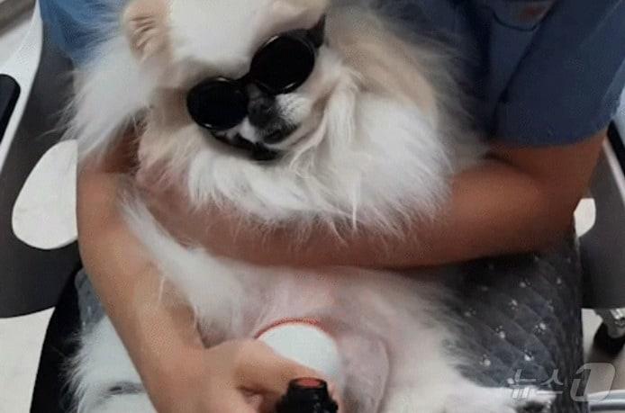 본문 이미지 - 청담우리동물병원 재활센터에서 진료 받는 강아지(병원 제공) ⓒ 뉴스1