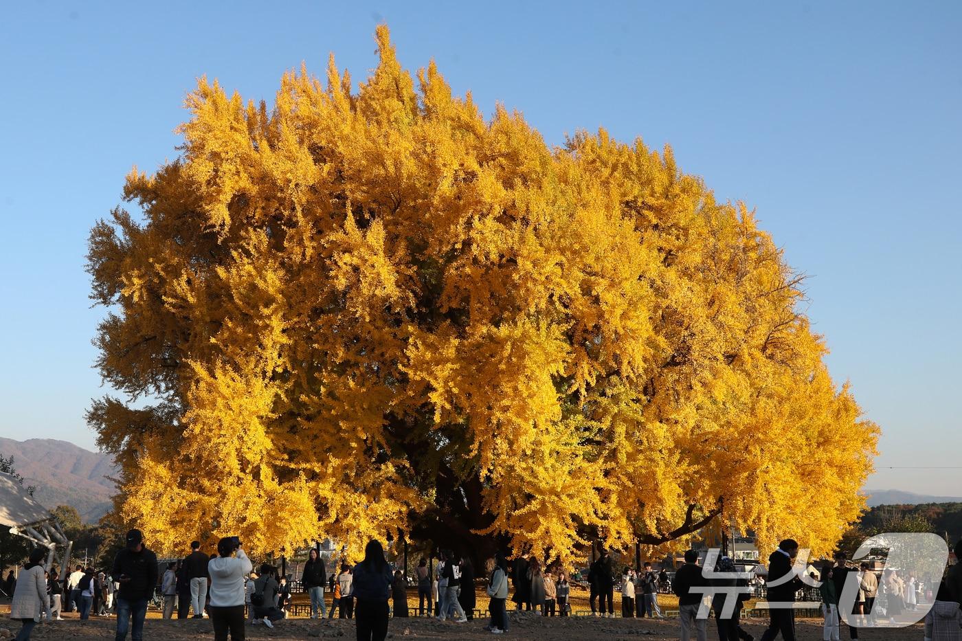 기사 이해를 돕기 위한 작년 가을 강원 원주시 문막읍 반계리 은행나무 자료 사진. ⓒ News1