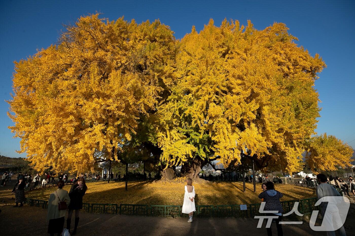 본문 이미지 - 7일 오후 강원도 원주시 반계리 은행나무를 찾은 관람객들이 가을정취를 만끽하고 있다. 2024.11.7/뉴스1 ⓒ News1 이승배 기자