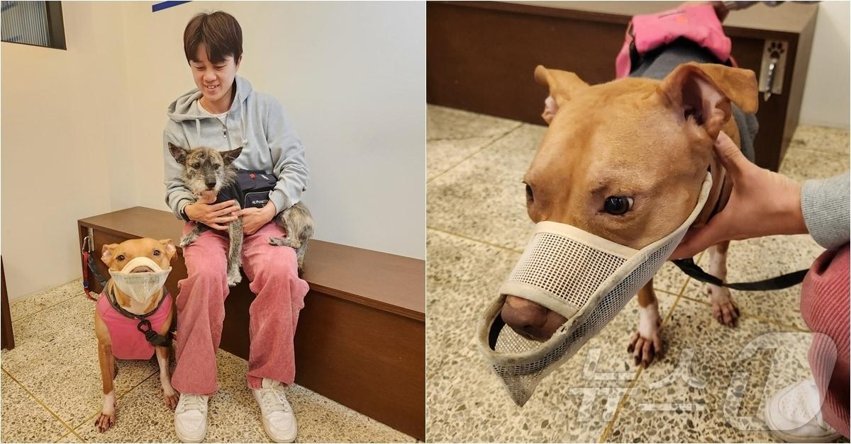 본문 이미지 - 지난 6일 서울 동대문구에서 만난 강슬기 씨와 반려견 '리듬이'와 '제비' ⓒ 뉴스1 한송아 기자