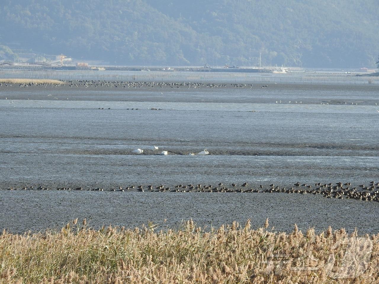본문 이미지 - 지난 7일 전남 순천만 갯벌 일원에서 천연기념물이자 멸종위기야생생물인 큰고니가 겨울철 첫 월동을 시작하고 있다.(순천시 제공)2024.11.8/뉴스1