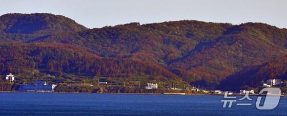 본문 이미지 - 지난 10월 재선충병에 감염, 붉은 색으로 변해있는 경북 포항시 남구 동해면 주변 산들 뉴스1 최창호 기자