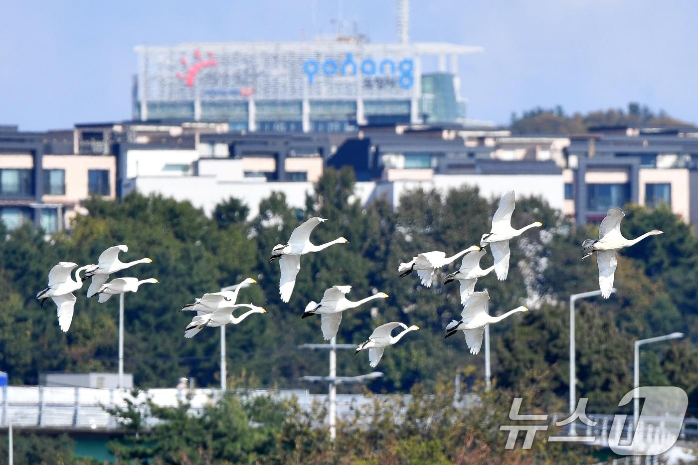 본문 이미지 - 천연기념물 제201-2호이자 환경부 멸종위기 2급인 큰고니 가족이 8일 오후 경북 포항시 남구 연일읍 형산강 상공을 날고 있다. 2024.11.8/뉴스1 ⓒ News1 최창호 기자
