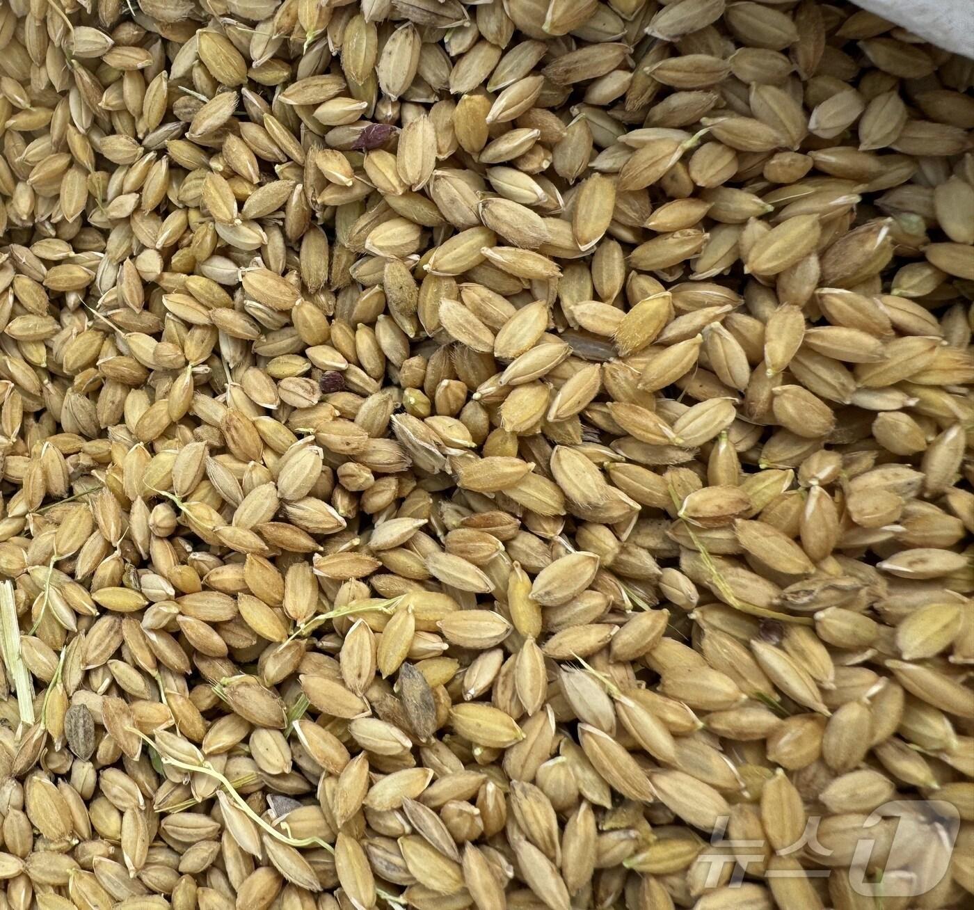 본문 이미지 - 전북자치도 임실군이 농업인의 고품질 벼 재배를 돕기 위해 국립종자원에서 공급하는 2024년산 벼 정부 보급종을 접수 받는다.(임실군제공)2024.12.1/뉴스1