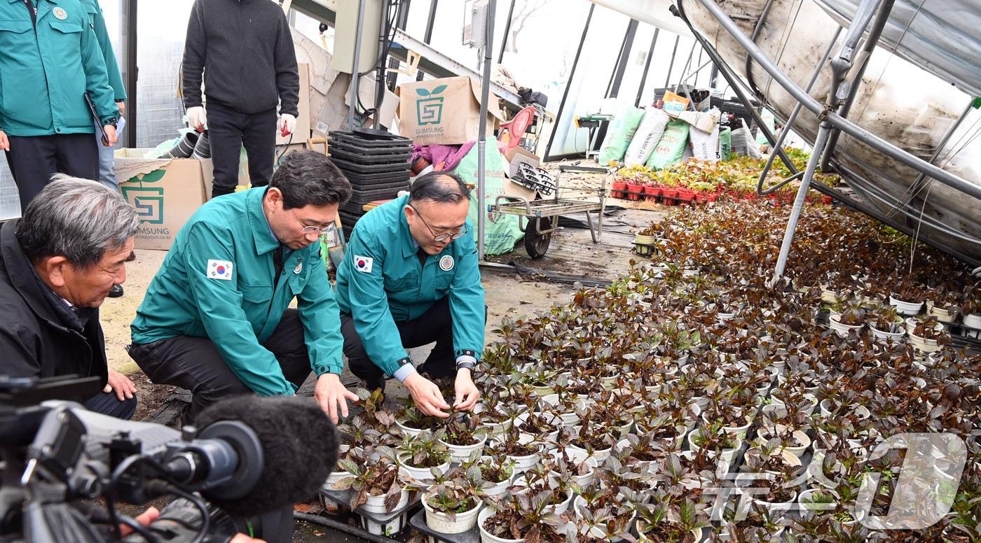 본문 이미지 - 이한경 행정안전부 재난안전관리본부장이 경기 용인시 처인구 화훼농가를 방문해 대설로 피해를 입은 이재민들을 위로 격려하고 있다. (행정안전부 제공) 2024.12.1/뉴스1