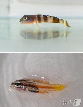 본문 이미지 - 울릉도·독도 해역에서 발견된 국내 미기록종 (가칭)등점복기망둑(위쪽)과 (가칭)큰금줄얼게비늘(한국해양과학기술원 제공)