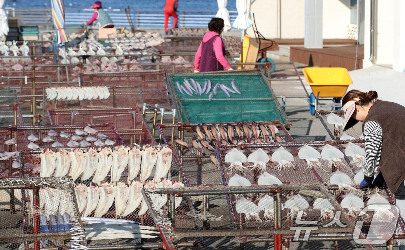 맑은 날씨를 보인 10일 부산 기장군 일광면 칠암 물양장에서 어민들이 겨울 해풍 속에 오징어, 갈치, 가자미 등 생선을 말리고 있다. 2024.12.10/뉴스1 ⓒ News1 윤일지 기자
