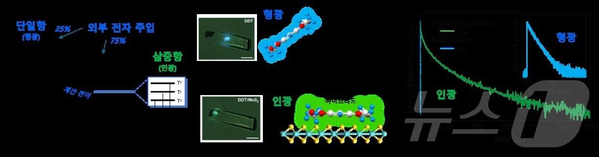 본문 이미지 - 발광 반도체의 단일항과 삼중항의 에너지 준위 상태 및 외부 전자 주입의 개념 모식도와 형광 인광의 측정 결과.(인하대 제공)2024.12.10/뉴스1