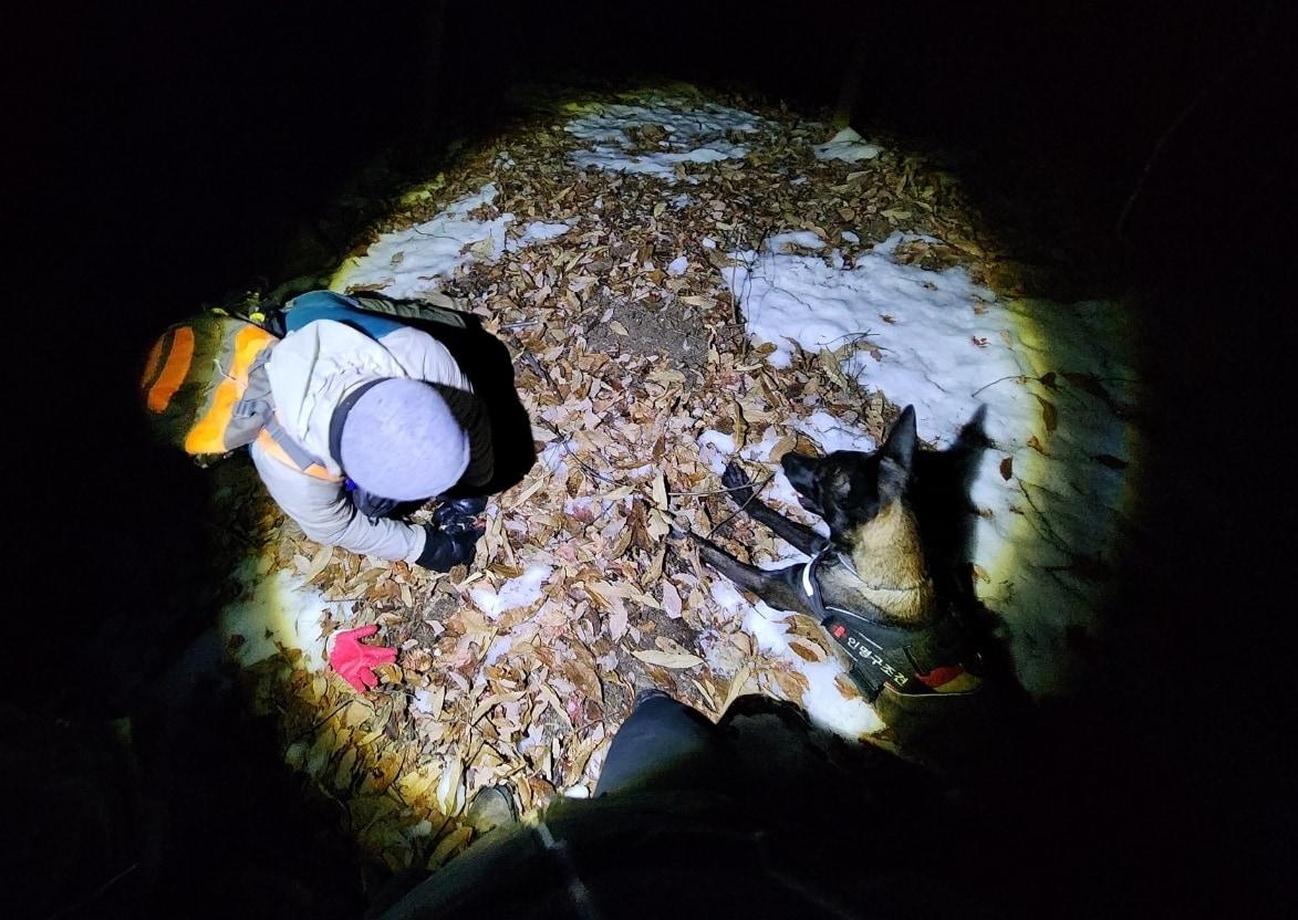 본문 이미지 - 한국인명구조견협회에서 활동하는 구조견 &#39;프레이&#39;가 지난 8일 오전 1시경 경기 양평 용문산에서 조난자를 발견하고 대기하고 있다. &#40;한국인명구조견협회 제공&#41; ⓒ 뉴스1