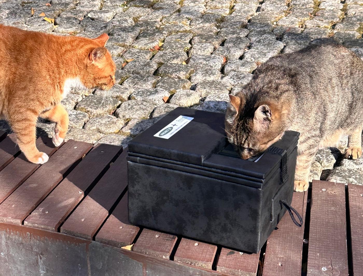 본문 이미지 - 얼지 않는 물그릇 '따스한 샘'에 담긴 물에 관심을 보이는 길고양이들(린프로젝트 제공) ⓒ 뉴스1