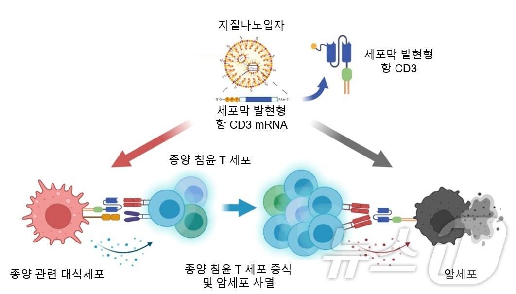 본문 이미지 - 세포막 발현형 항 CD3 mRNA 지질나노입자를 통한 종양 침윤 T세포 증식 및 암세포 사멸 전략 모식도. (KAIST 제공)/뉴스1