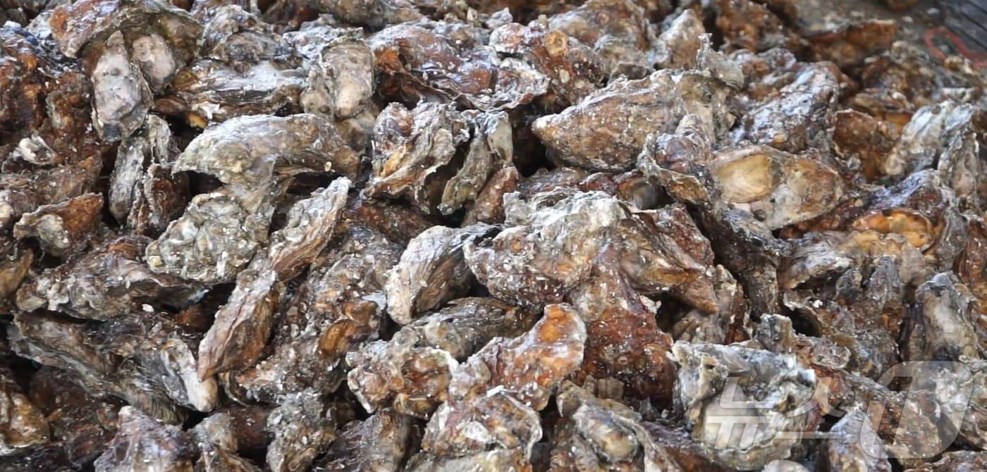 굴 껍질이 쌓여있는 모습(해양수산부 국립수산과학원 제공) ⓒ 뉴스1