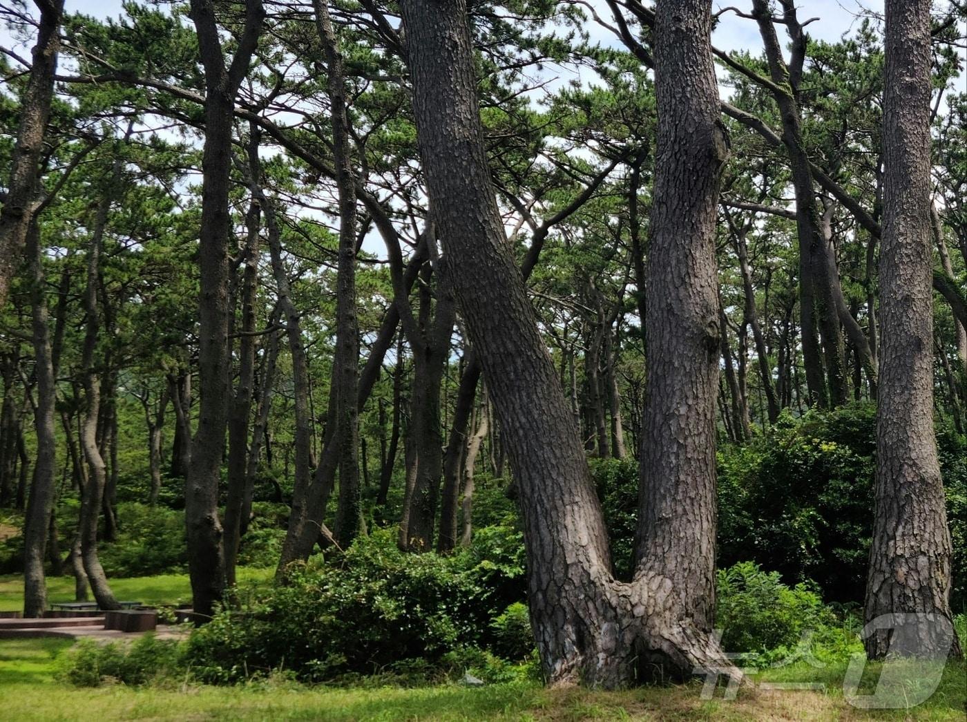 본문 이미지 - 관매도 해송숲. 2024.12.11/뉴스1 ⓒ News1 조영석 기자 