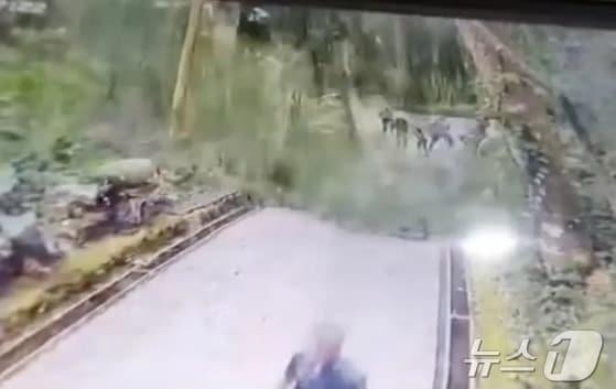 본문 이미지 - 인도네시아 발리의 몽키 포레스트에서 큰 나무가 강풍에 쓰러져 2명이 목숨을 잃었다. 출처=발리리빈 인스타그램