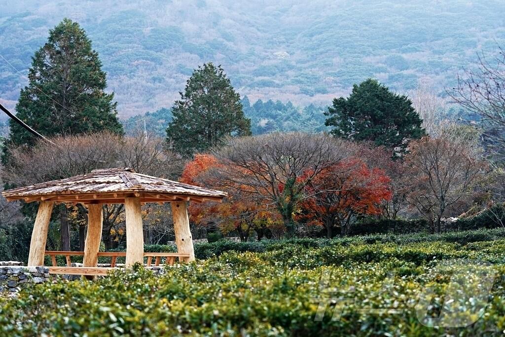본문 이미지 - 해남 두륜산 길정원으로 복원된 야생녹차밭 단풍녹차원 (해남군 제공)/뉴스1 