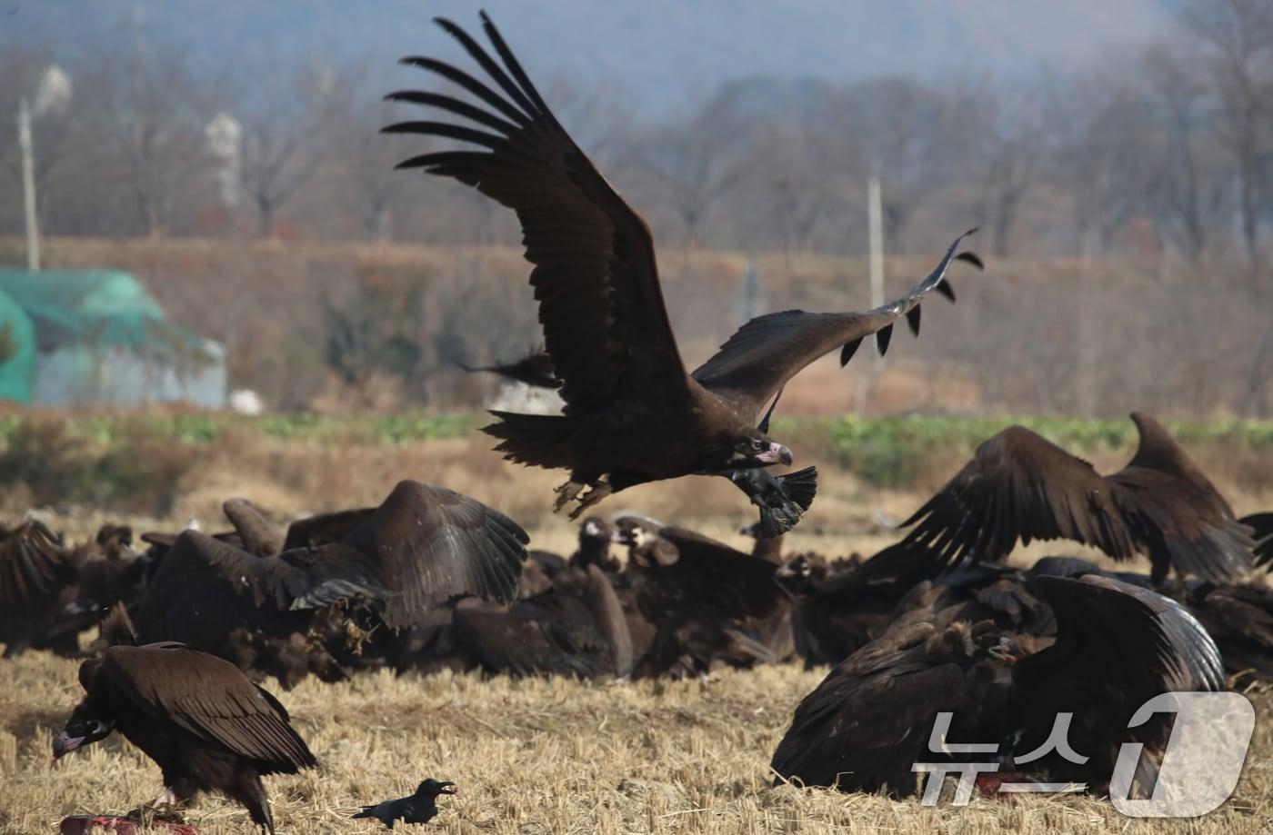 본문 이미지 - 겨울을 나기 위해 몽골에서 경남 김해를 찾은 천연기념물 제243-1호 독수리들이  한림면 화포천습지생태공원 인근 들판에서 먹이활동을 하고 있다. 화포천습지생태공원은 독수리에게 먹이를 주는 '독수리 식당'을 내년 3월 중순까지 매주 수요일과 토요일에 운영한다. 2024.12.11/뉴스1 ⓒ News1 윤일지 기자