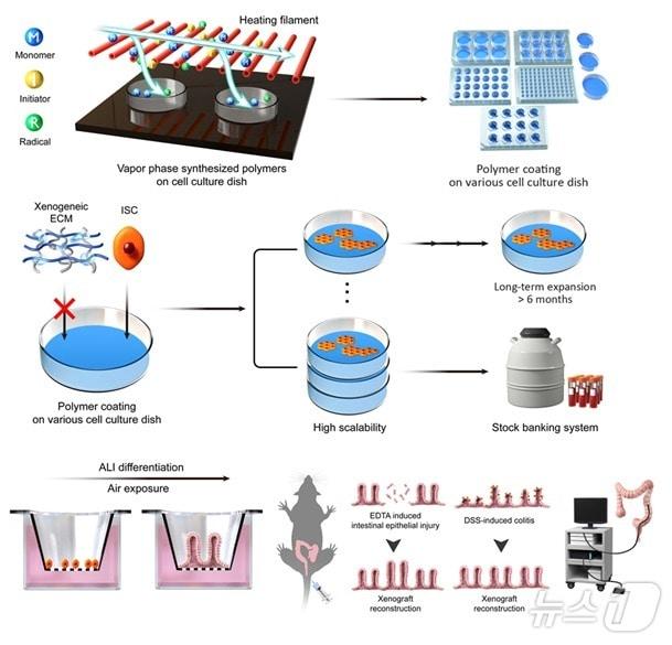 본문 이미지 - 인간 장 줄기세포 무이종(Xenogeneic-free) 배양 플랫폼 개발 및 특성. (KAIST 제공)/뉴스1
