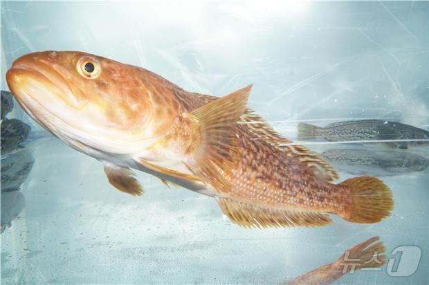 본문 이미지 - 남극대리석무늬암치(극지연구소 제공)