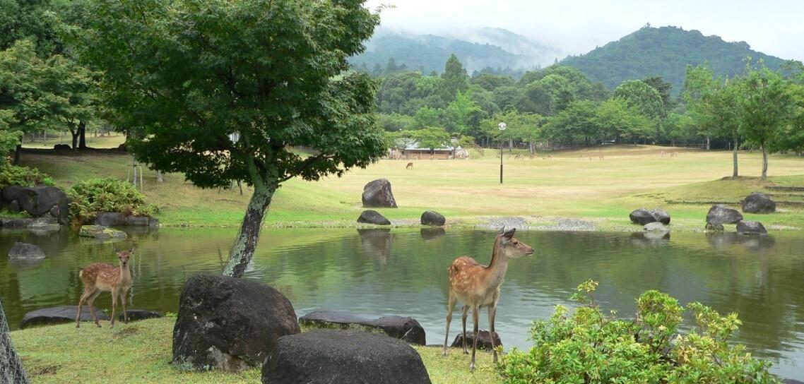 본문 이미지 - 일본 나라현의 가스가노정원 풍경 갈무리. (출처 : 가스가노정원 누리집) 2024.12.12/
