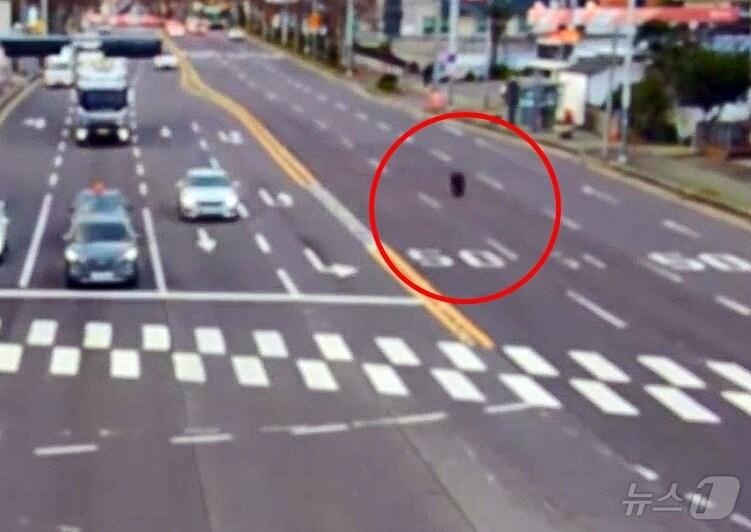 본문 이미지 - 지난 9일 제주시 봉개동 봉개교차로 인근에서 16톤 화물차량 바퀴가 빠져 굴러가고 있다.&#40;제주동부경찰서 제공&#41;