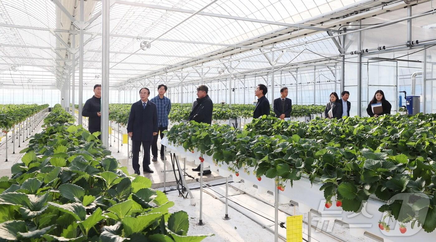 본문 이미지 - 심민 전북자치도 임실군수가 삼계면에 위치한 스마트팜을 시찰하고 있다.(임실군제공)2024.12.13/뉴스1
