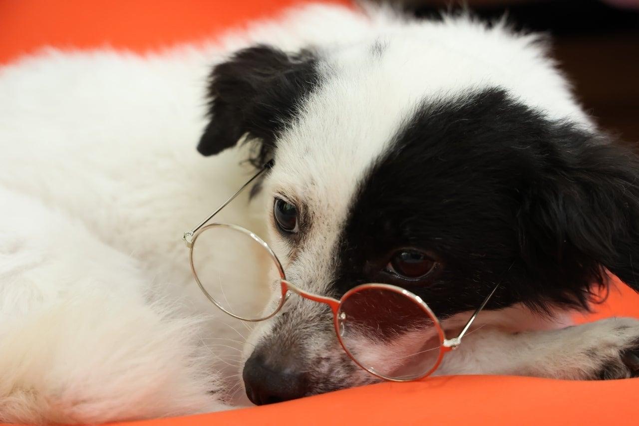 본문 이미지 - 부산 안녕하개 유치원에서 보호 중인 &#39;솔이&#39; &#40;빅독포레스트 제공&#41;ⓒ 뉴스1