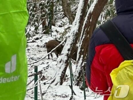 본문 이미지 - 13일 오후 2시17분 쯤 한라산 성판악 코스에 출몰한 멧돼지 무리 모습.(제주소방안전본부 제공)