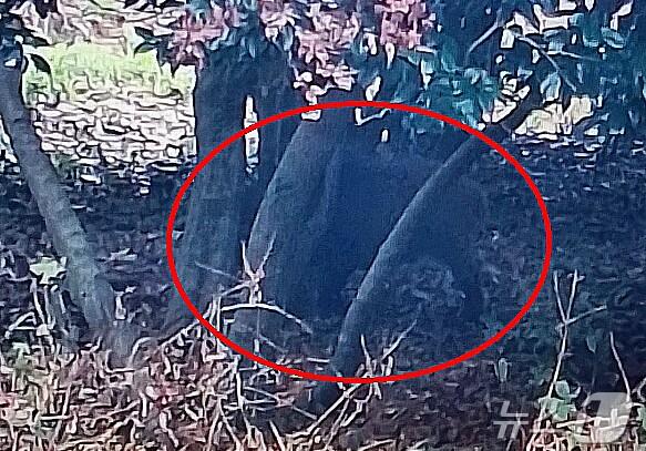 본문 이미지 - 14일 오전 제주시 애월읍 고성리 중산간에 출몰한 멧돼지.&#40;제주특별자치도 소방안전본부 제공&#41;