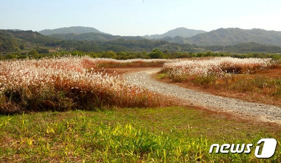 본문 이미지 - 15일 충북 충주시가 환경청·현대엘리베이터와 비내섬 습지보호를 추진한다고 밝혔다. 사진은 비내섬.(자료사진)/뉴스1
