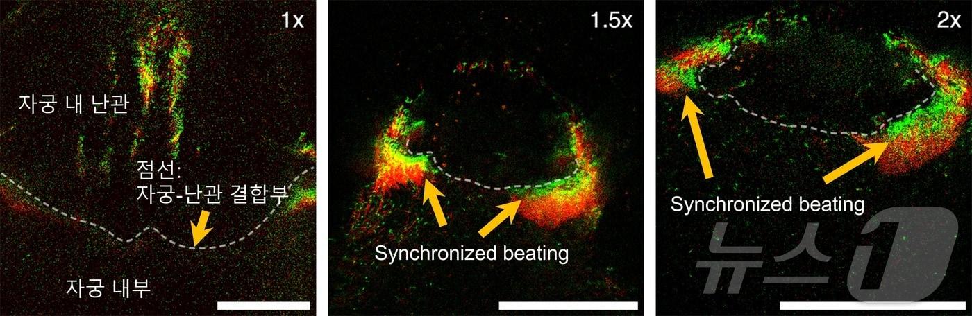 본문 이미지 - 쥐 정자 무리의 동기화된 헤엄치기. (UNIST 제공)