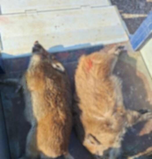 본문 이미지 - 16일 천안에서 포획된 멧돼지.(천안시청 제공)