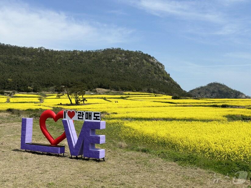 본문 이미지 - 진도군 관매도 유채밭&#40;진도군 제공&#41;/뉴스1 