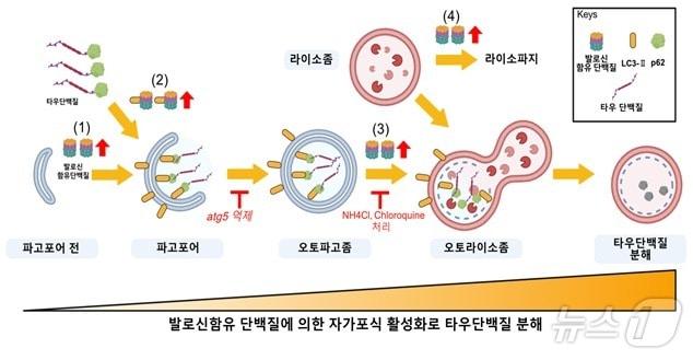 본문 이미지 - 발로신 함유 단백질에 의한 자가포식 활성화로 타우단백질이 분해되는 과정. (생명연 제공)/뉴스1
