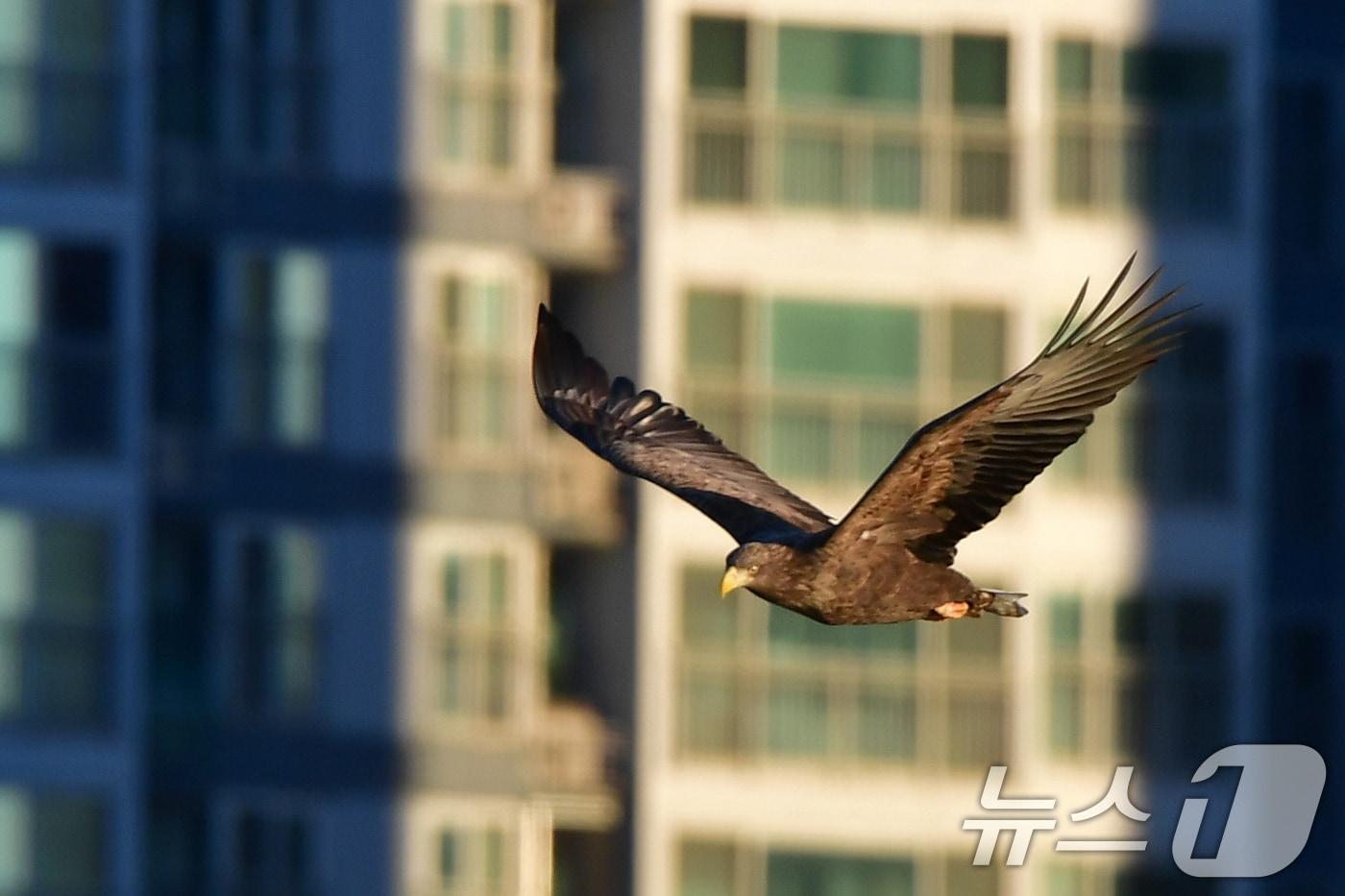 18일 경북 포항시 형산강에서 천연기념물 제243-4호이자 멸종위기 야생생물 1급인 흰꼬리수리가 먹이를 찾아 비행하고 있다. 2024.12.18/뉴스1 ⓒ News1 최창호 기자