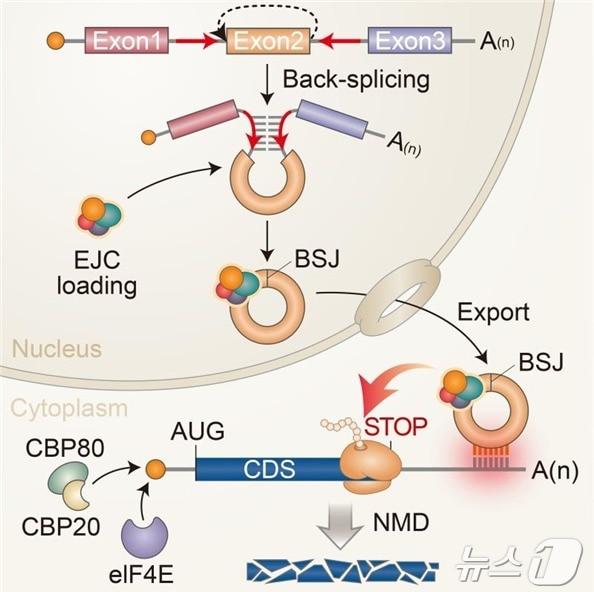 본문 이미지 - 원형 RNA를 통한 표적 mRNA 발현 억제 기전 모식도. (KAIST 제공)/뉴스1