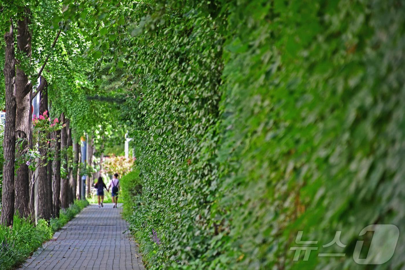 서울시 도봉구 창동 벽면녹화 모습.(서울시 제공) 