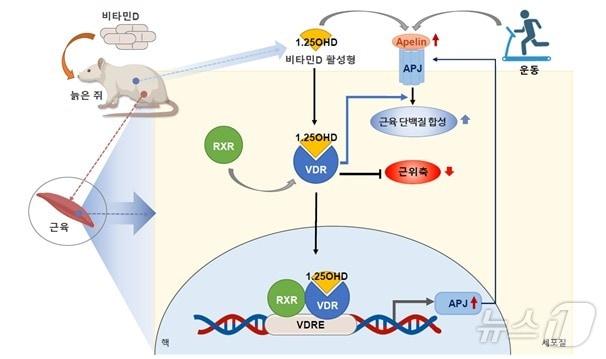 본문 이미지 - 비타민D 섭취에 따른 근감소증 예방 기전 모식도(질병관리청 제공)