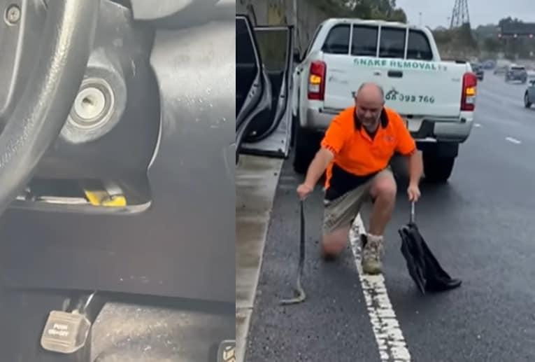 본문 이미지 - 운전중이던 호주 여성 차량에서 발견된 호랑이뱀. &#40;사진은 9뉴스 유튜브 영상 갈무리&#41;