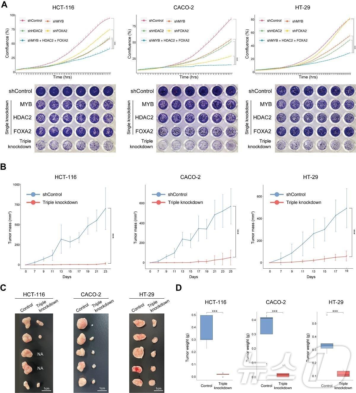 본문 이미지 - 대장암 세포와 동물실험을 이용해 발굴된 핵심 제어인자의 대장암 가역화 효과 검증. (KAIST 제공)/뉴스1