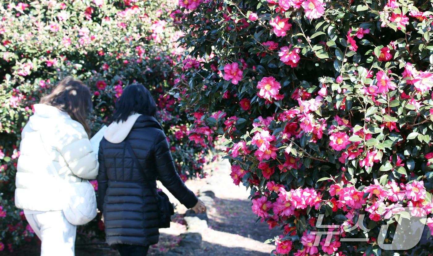 본문 이미지 - 22일 오전 제주 서귀포시 남원읍 휴애리자연생활공원에 동백꽃이 만개해 관광객들의 시선을 사로잡고 있다. 2024.12.22/뉴스1 ⓒ News1 오현지 기자