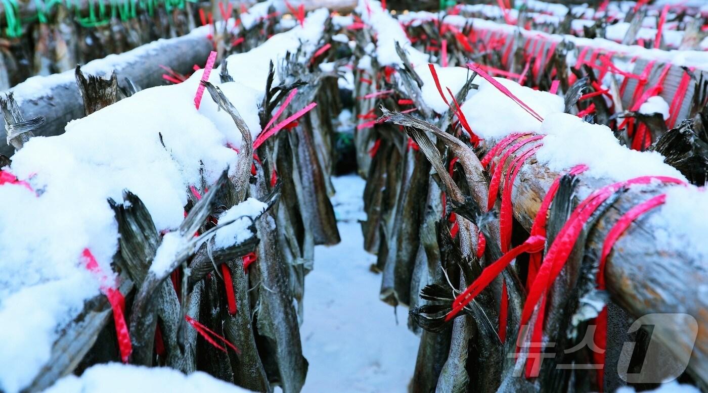 본문 이미지 - 한파가 몰아친 지난 21일 강원 인제 북면 용대리의 한 황태덕장에서 첫 황태 덕걸이 작업이 시작됐다. (인제군 제공)2024.12.22/뉴스1 ⓒ News1 한귀섭 기자
